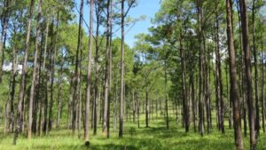 Kirirom National Park