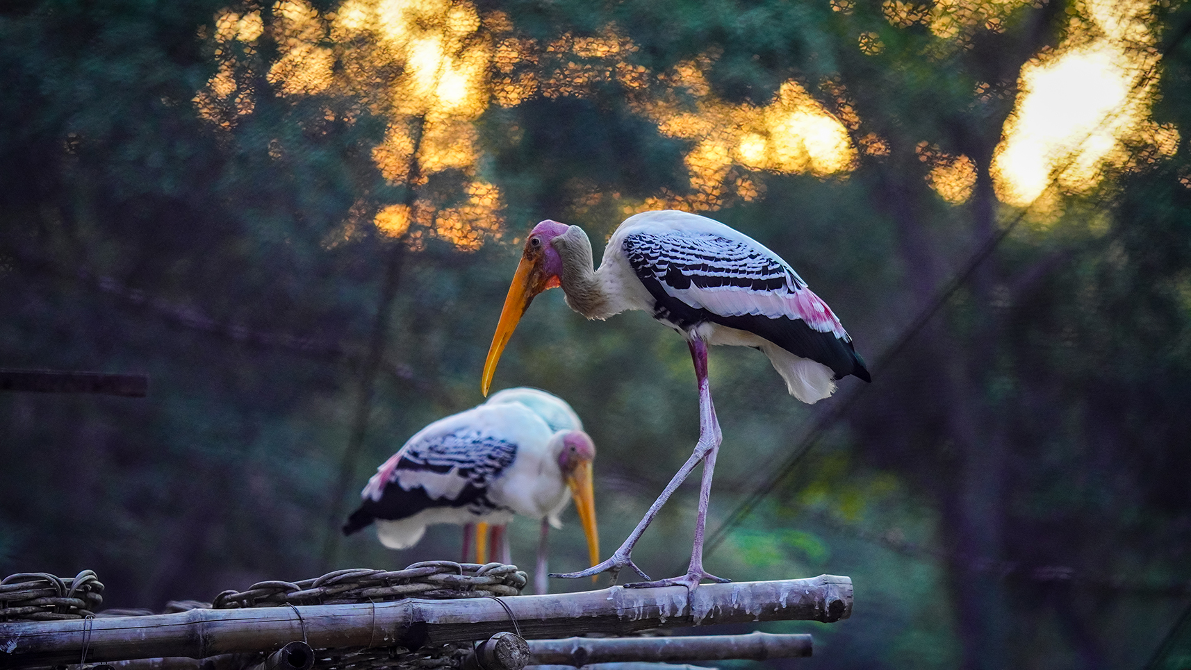 Discover Cambodia: Prek Toal Bird Sanctuary